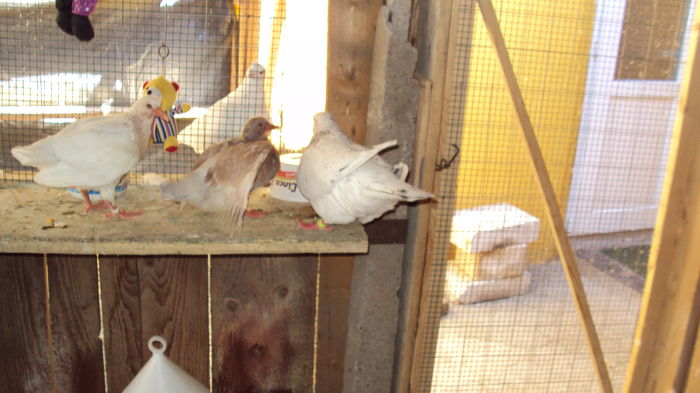 ; ce atata chinuiala la ciugulit boabe cand poate sa iti dea tatuca de'a gata:))
