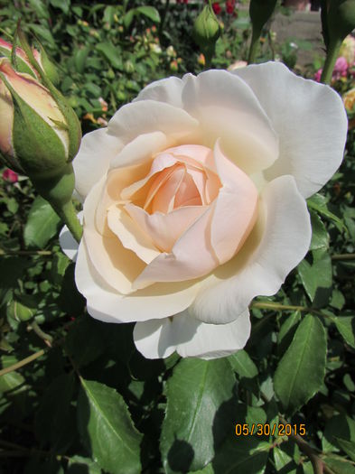 'Tchaikovsky ®'