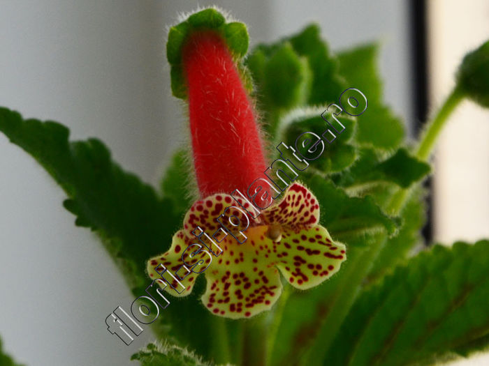 NEW 2015 + Kohleria Luci s Shine - KOHLERIA IV - Hibrizii mei - My hybrids