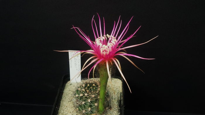 Echinopsis hb QUIRLY - 2015 Iunie