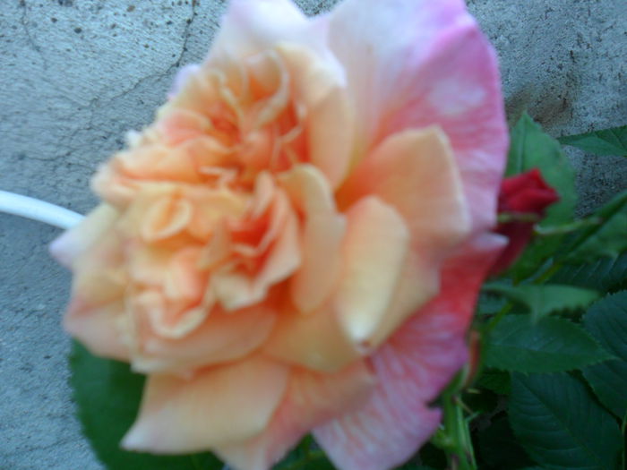 SAM_5566 - roze 2015