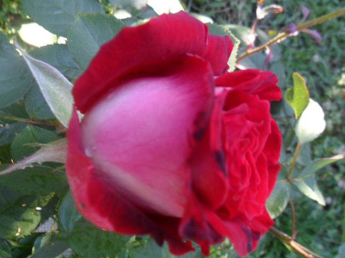 SAM_5569 - roze 2015