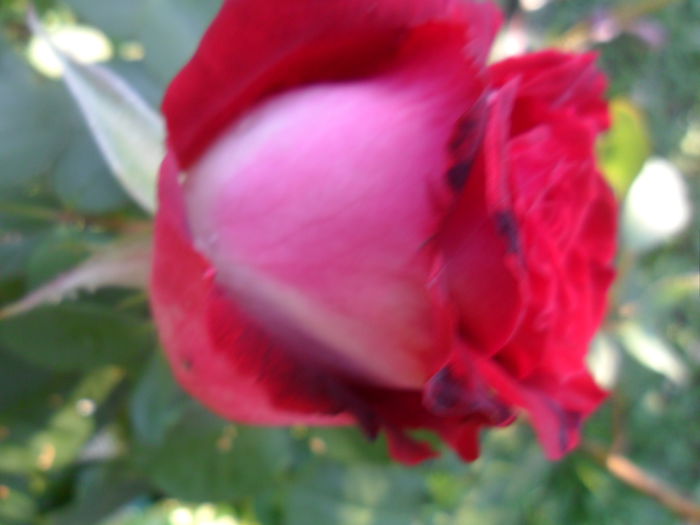 SAM_5571 - roze 2015