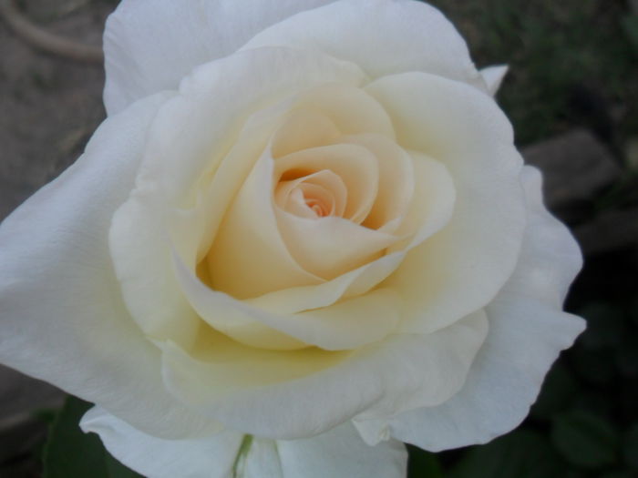 SAM_5576 - roze 2015
