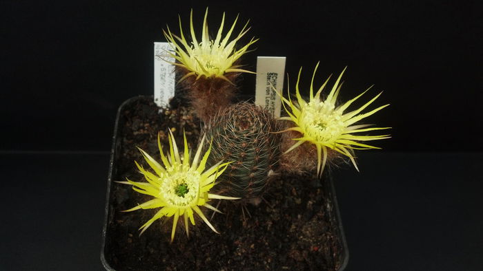 Echinopsis hb Stern von Lorsch - 2015 Iunie