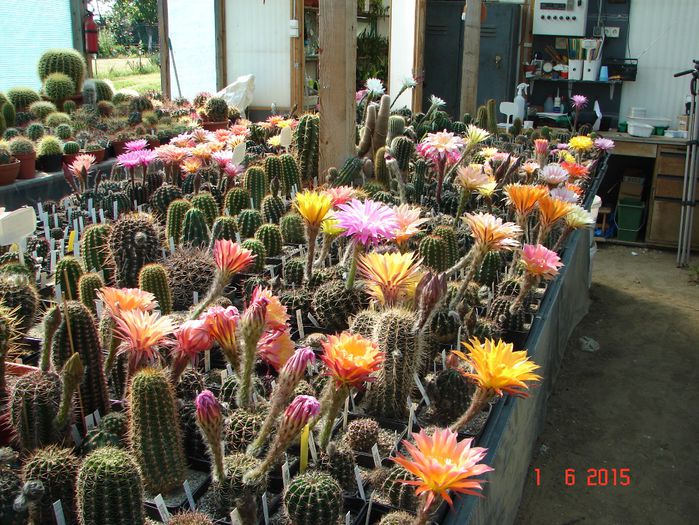 DSC08767