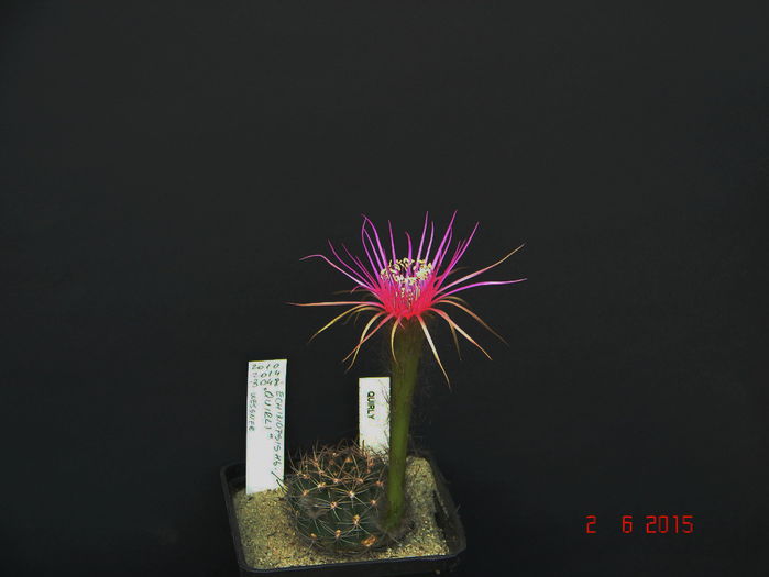 DSC08787 - 2015 Iunie