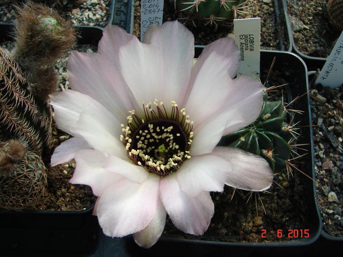 DSC08800