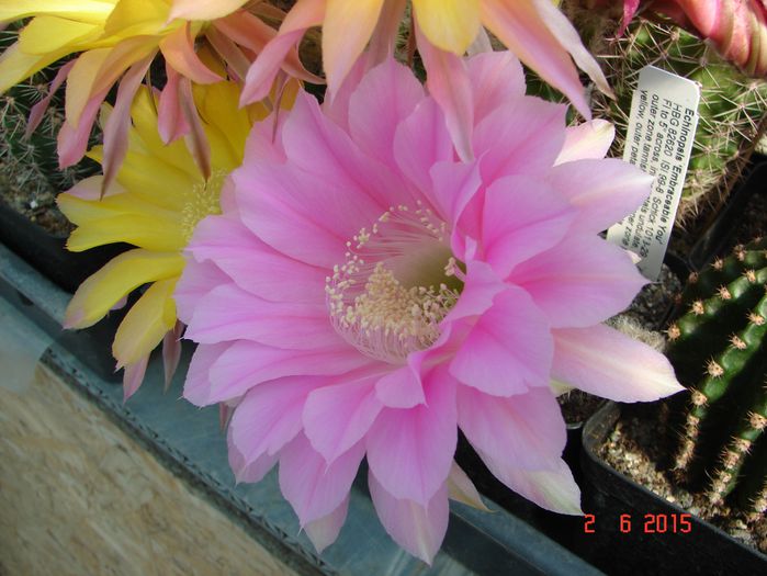 DSC08821