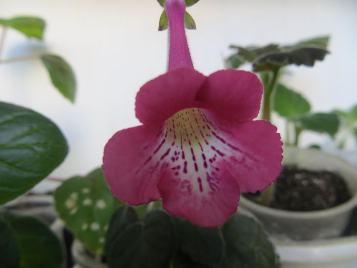  - mini sinningii 2015