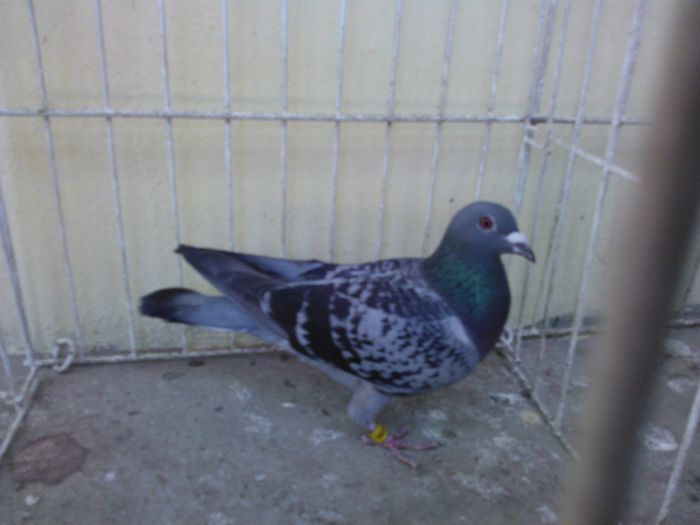 Serb 14 vandut - Voiajori straini-11 vanduti