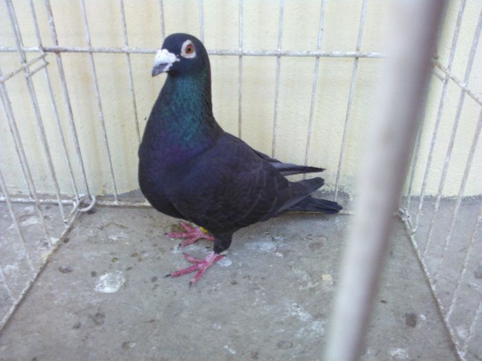 DV 09 - Voiajori straini-11 vanduti