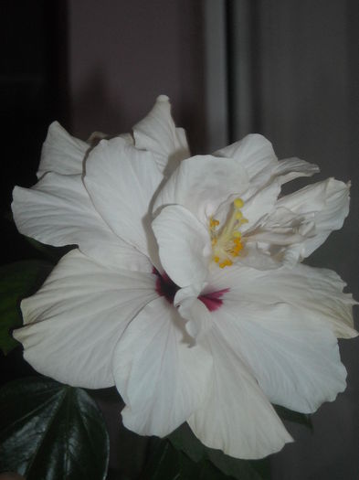  - 0 Zambetul florilor