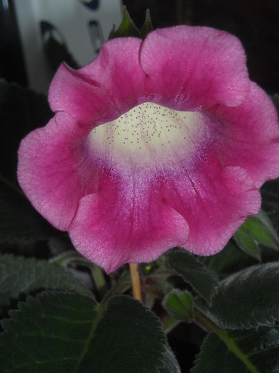  - 0 Zambetul florilor