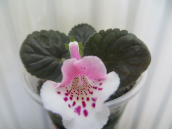  - mini sinningii 2015