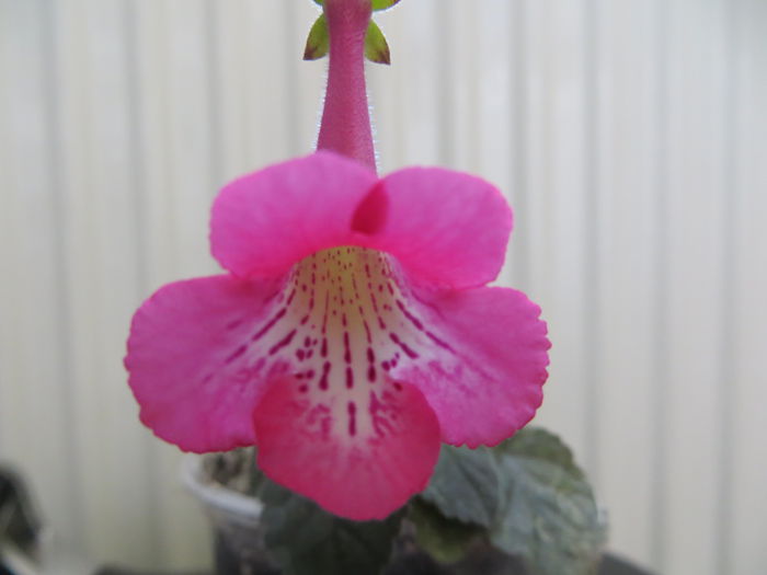  - mini sinningii 2015