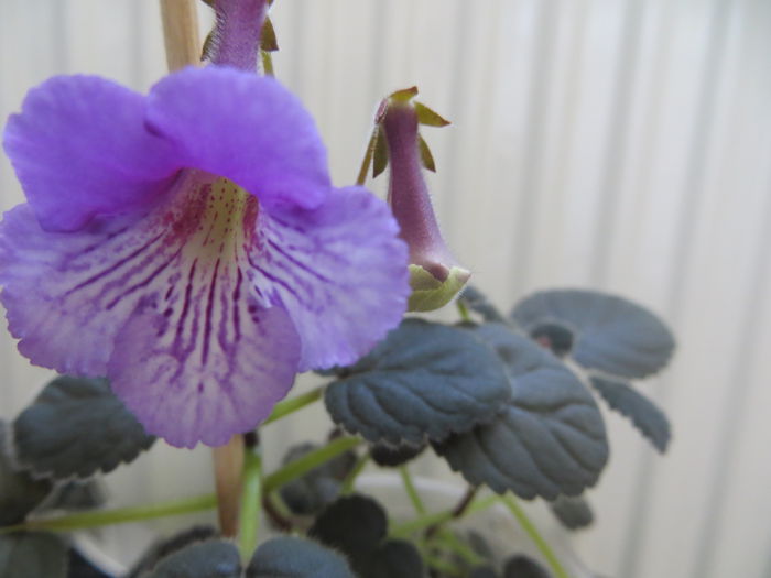  - mini sinningii 2015