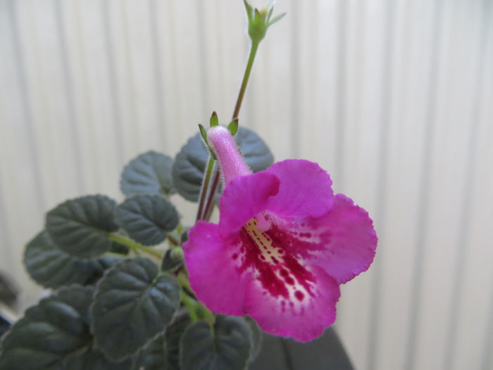  - mini sinningii 2015