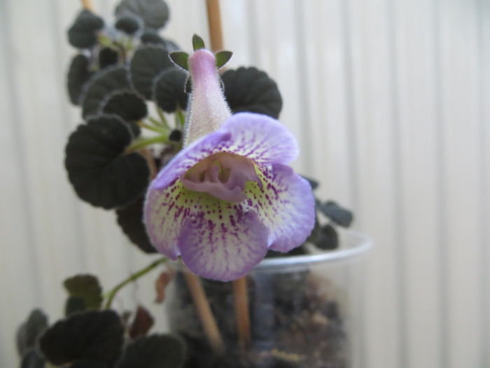  - mini sinningii 2015