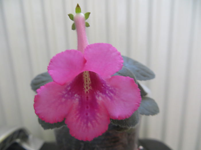  - mini sinningii 2015