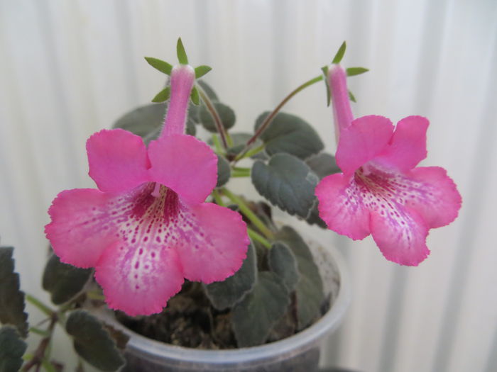  - mini sinningii 2015