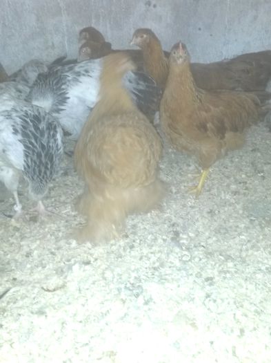 Pui CG, BHD, SHD, NH- 2-3 luni