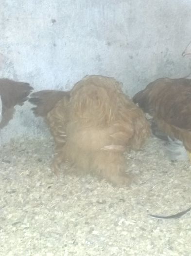 Pui CG, BHD, SHD, NH- 2-3 luni