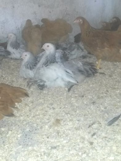 Pui CG, BHD, SHD, NH- 2-3 luni