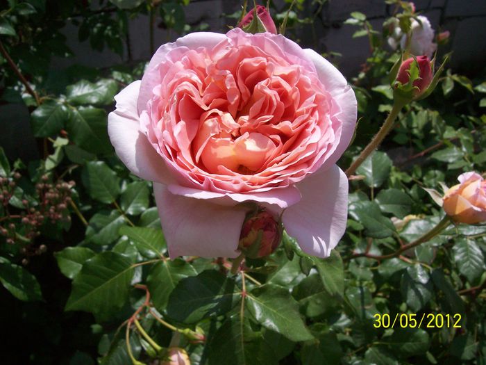 abraham darby