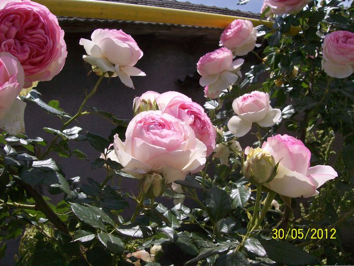 eden rose - 6Primavara 2015
