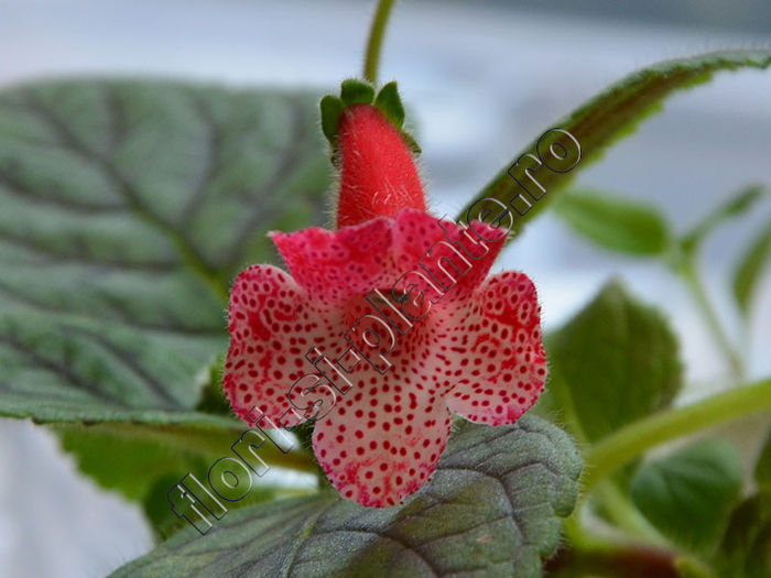 NEW 2015 - Kohleria Luci s Rouge - KOHLERIA IV - Hibrizii mei - My hybrids