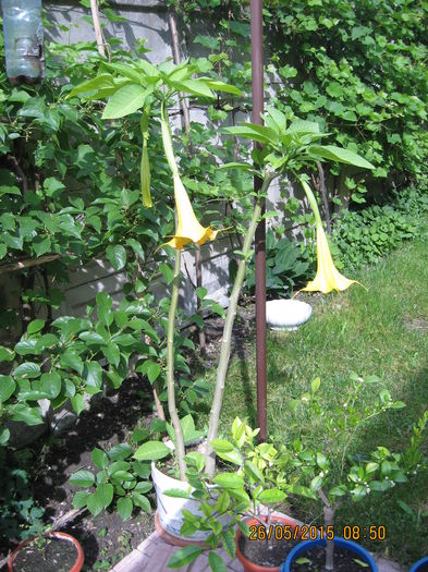 Picture 3455 - 3 BRUGMANSIA