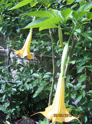 Picture 3457 - 3 BRUGMANSIA