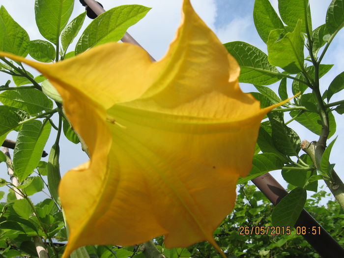 Picture 3458 - 3 BRUGMANSIA