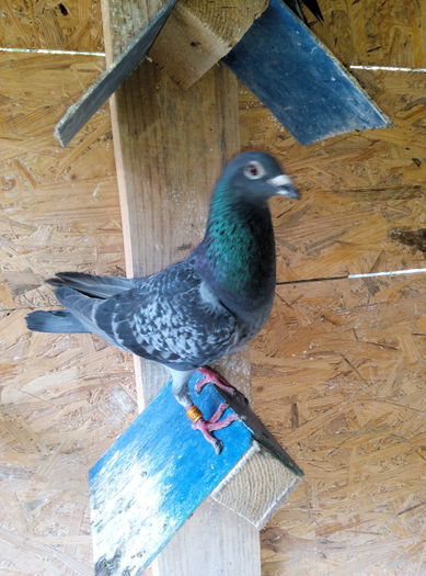 IMG_20150602_170104 - pt ion