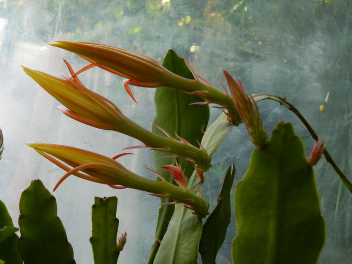 DSCN8660 - 2015_IUNIE