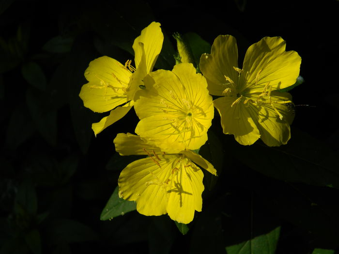 DSCN8675 - 2015_IUNIE