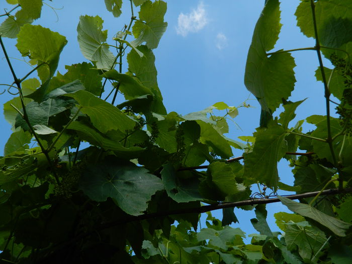 DSCN8678 - 2015_IUNIE