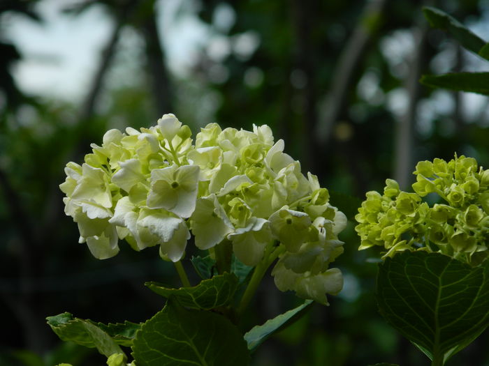 DSCN8679 - 2015_IUNIE