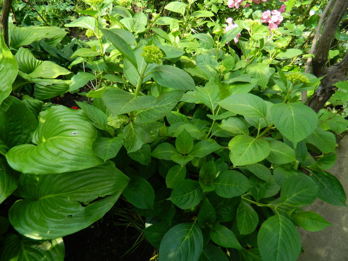 DSCN8680 - 2015_IUNIE