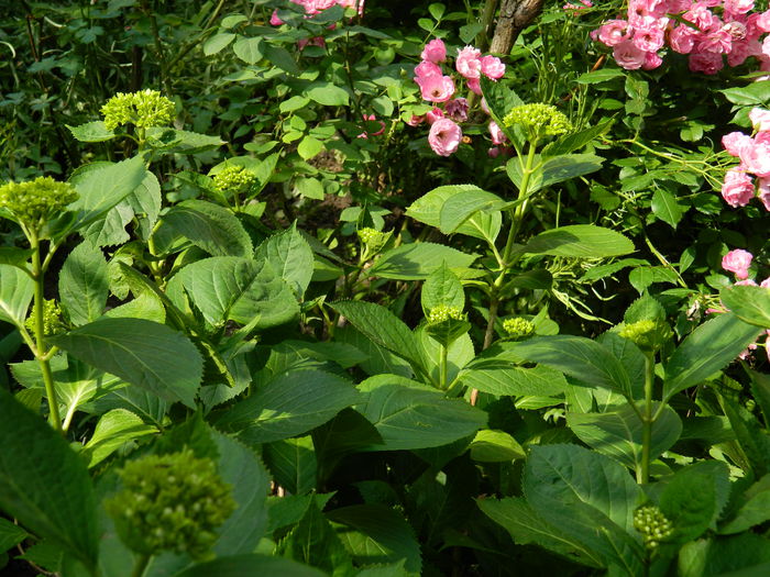 DSCN8681 - 2015_IUNIE