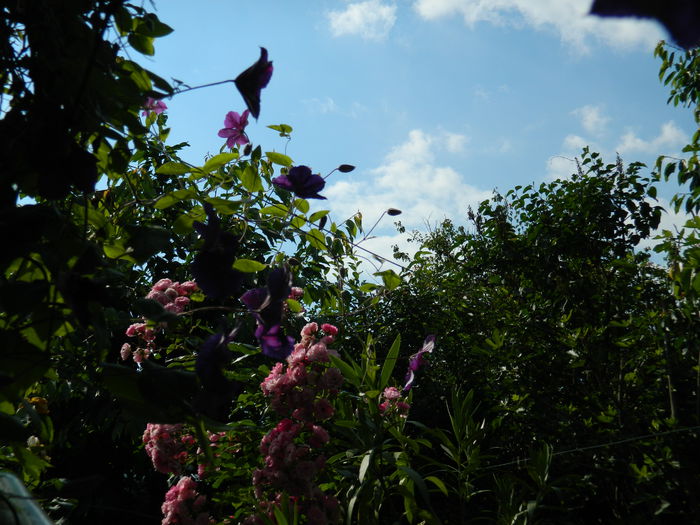 DSCN8685 - 2015_IUNIE