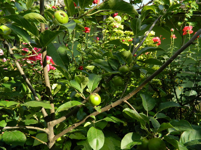 DSCN8709 - 2015_IUNIE