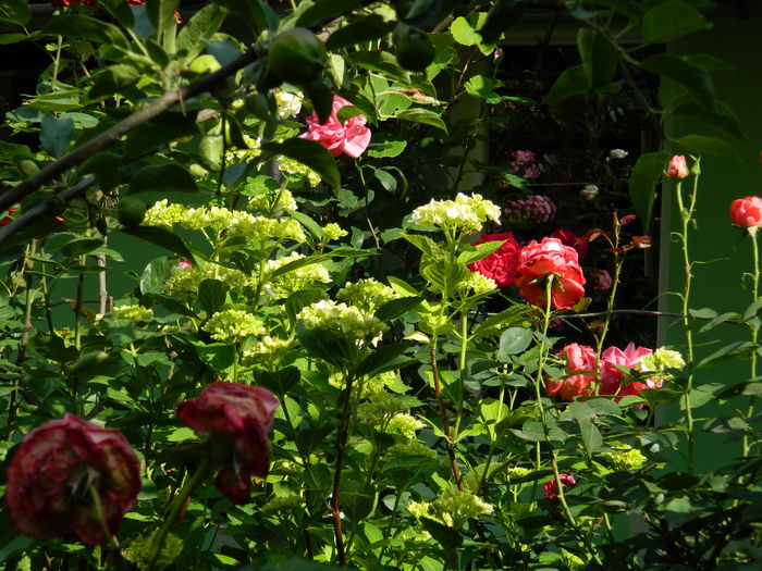 DSCN8713 - 2015_IUNIE