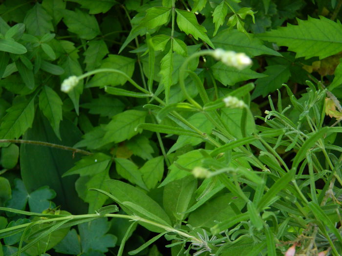 DSCN8737 - 2015_IUNIE