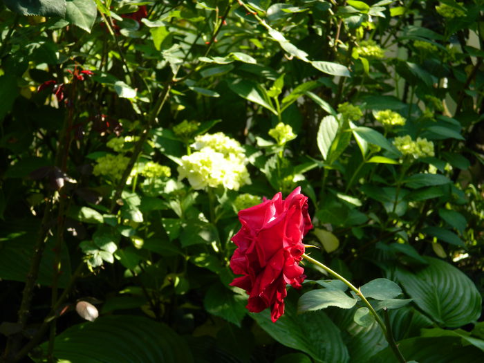 DSCN8742 - 2015_IUNIE