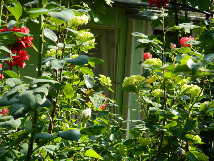 DSCN8743 - 2015_IUNIE