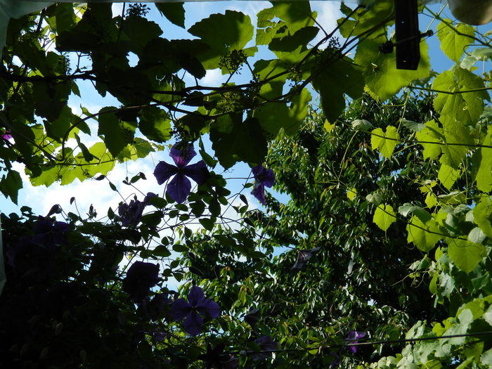 DSCN8753 - 2015_IUNIE