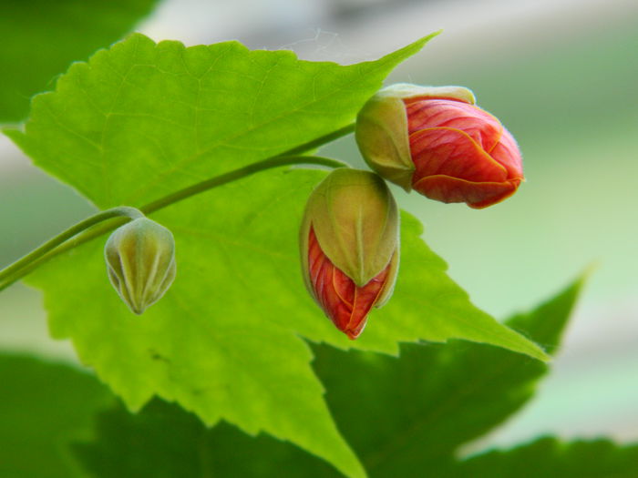 DSCN8757 - 2015_IUNIE