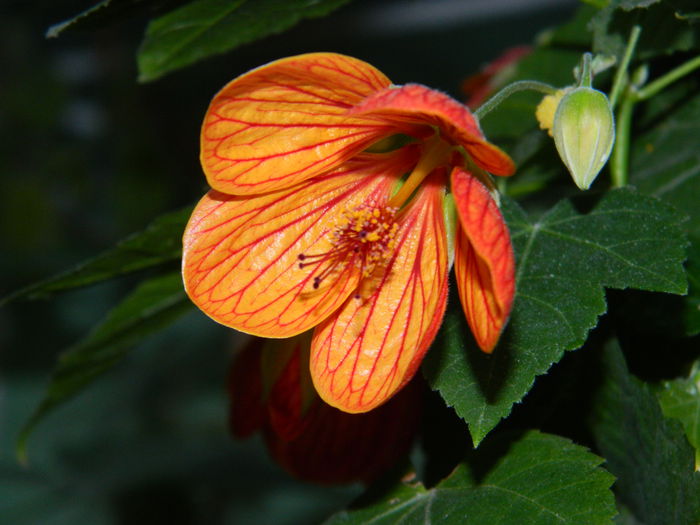 DSCN8758 - 2015_IUNIE
